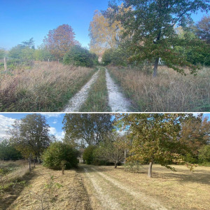 Photo de galerie - Tonte Rotofile gros nettoyage