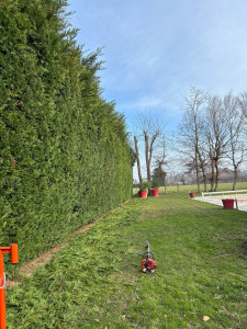 Photo de galerie - Taille de haies et d'arbustes