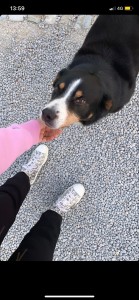 Photo de galerie - Garde de chien ! 