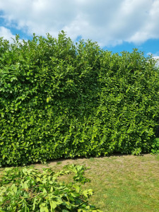 Photo de galerie - Voici une photo avant la prestation d'une taille de haie .
