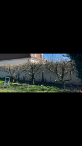 Photo de galerie - Elagage et coupe d'arbres