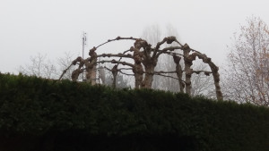 Photo de galerie - Une taille d'arbre 