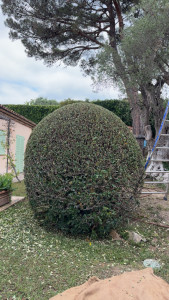 Photo de galerie - Taille de Cotonéaster en boule 