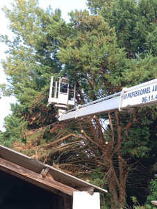Photo de galerie - élagage d'un sapin.