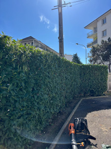 Photo de galerie - Taille de haie de laurier 
