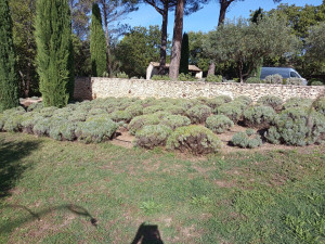 Photo de galerie - Taille lavandes