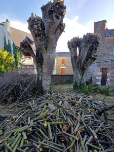 Photo de galerie - Bois coupe 30cm