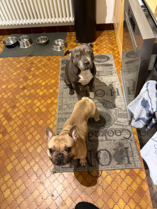 Photo de galerie - Rocco et Tarek