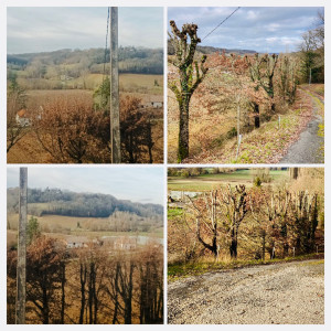 Photo de galerie - élagage d arbres en bordure de chemin ,photos avant et après 