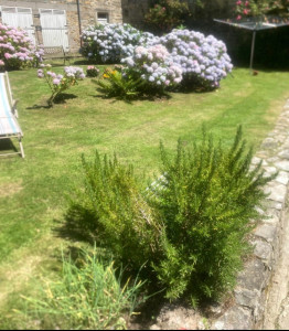 Photo de galerie - Tonte avec ramassage, nettoyage des abords. 