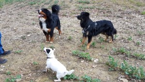 Photo de galerie - Garde animaux