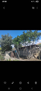 Photo de galerie - élagage d un figuier 