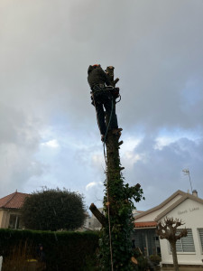 Photo de galerie - Abattage avant rognage 