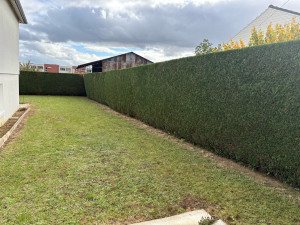 Photo de galerie - Taille de haies et d'arbustes