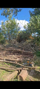 Photo de galerie - Elagage et coupe d'arbres