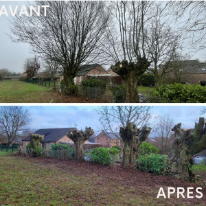 Photo de galerie - Elagage et coupe d'arbres