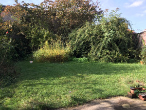 Photo de galerie - Tonte de pelouse - Débroussaillage