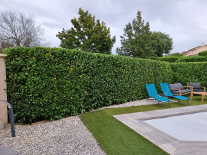 Photo de galerie - Taillage des haies