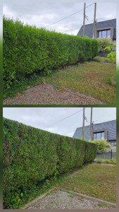 Photo de galerie - Taille de haie