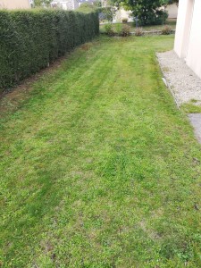 Photo de galerie - Tonte de pelouse - Débroussaillage