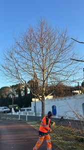 Photo de galerie - Moi et mon collègue, nous avons élaguer près du Rancho