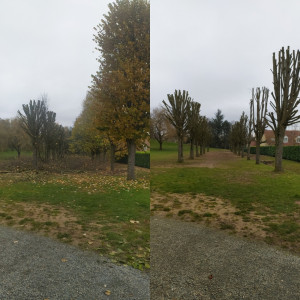 Photo de galerie - Elagage et coupe d'arbres