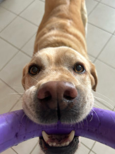 Photo de galerie - Garde d’animaux 