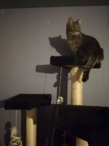 Photo de galerie - Garde chat
