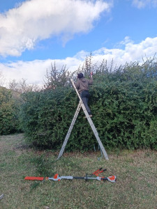 Photo de galerie - Taille haie pyracantha