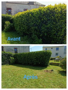 Photo de galerie - Taille de haie 