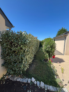 Photo de galerie - Taille de haie 