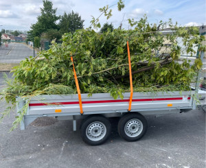 Photo de galerie - Elagage et coupe d'arbres