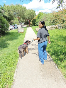 Photo de galerie - Garde chien