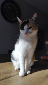 Photo de galerie - Mon chat Izia