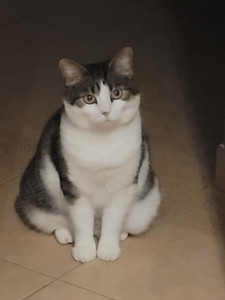 Photo de galerie - Personne de confiance et disponible se propose de garder vos animaux