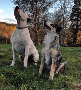 Photo de galerie - Garde chien