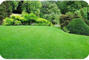 Photo de galerie - Tonte de pelouse - Débroussaillage