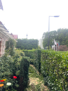 Photo de galerie - Taille de haies à Sartrouville 