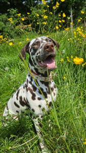 Photo de galerie - Vy, Dalmatien, 1 an.