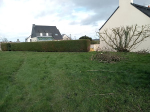 Photo de galerie - Taille de haie et coupe de branches.