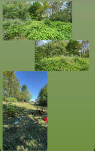 Photo de galerie - Débroussaillage de ronces 