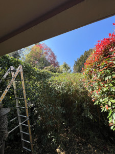 Photo de galerie - Taille de ces bambous, mise en forme, rendu harmonieux 