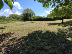 Photo de galerie - Tonte de pelouse - Débroussaillage