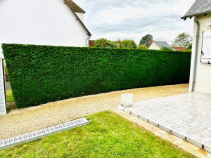 Photo de galerie - Taille de haie de Cupressus à Bléré