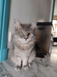 Photo de galerie - Garde chat