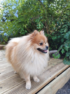 Photo de galerie - Garde chien