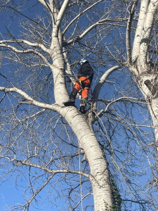 Photo de galerie - Arbres peuplier de 20 M 