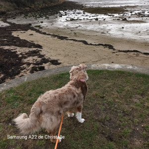 Photo de galerie - Garde chien