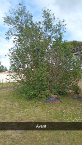 Photo de galerie - Coupe d'arbre