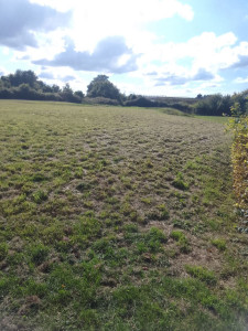 Photo de galerie - Bonjour je c'est tondre la pelouse le débroussage le taie haie l'elagage 